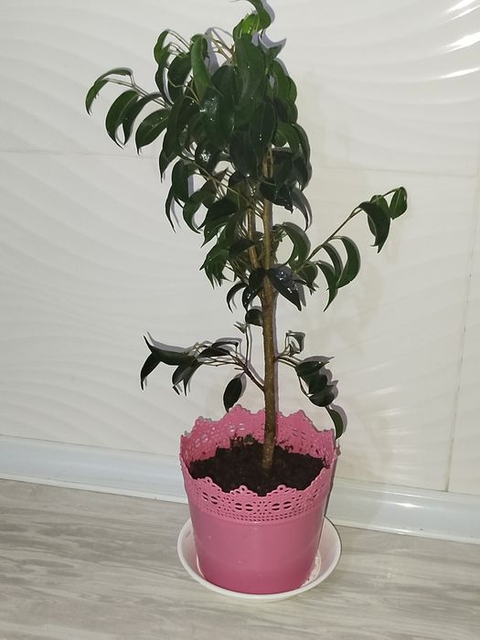 Fikus Benjamin фикус