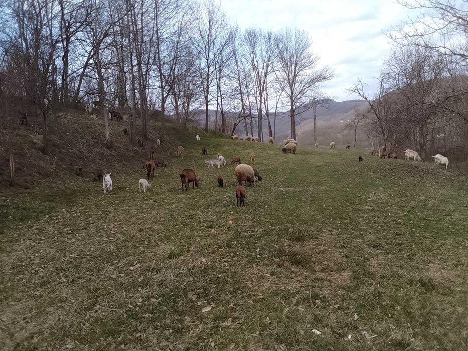 Miei, iezi, berbeci, tapi si capre, rase de carne si de lapte