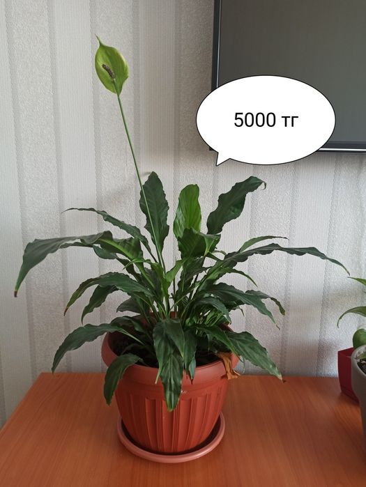 Продам комнатные цветы , цены на фото