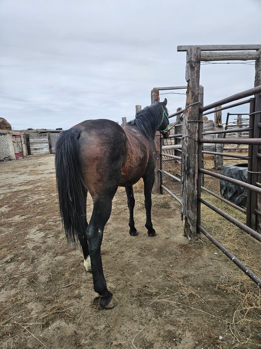 Айғыр жеребец сатылады