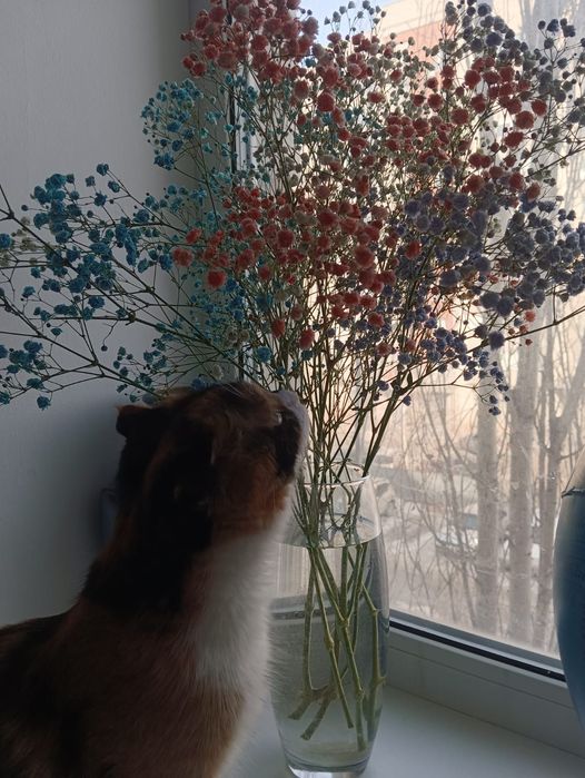 Отдаём кошку в добрые руки