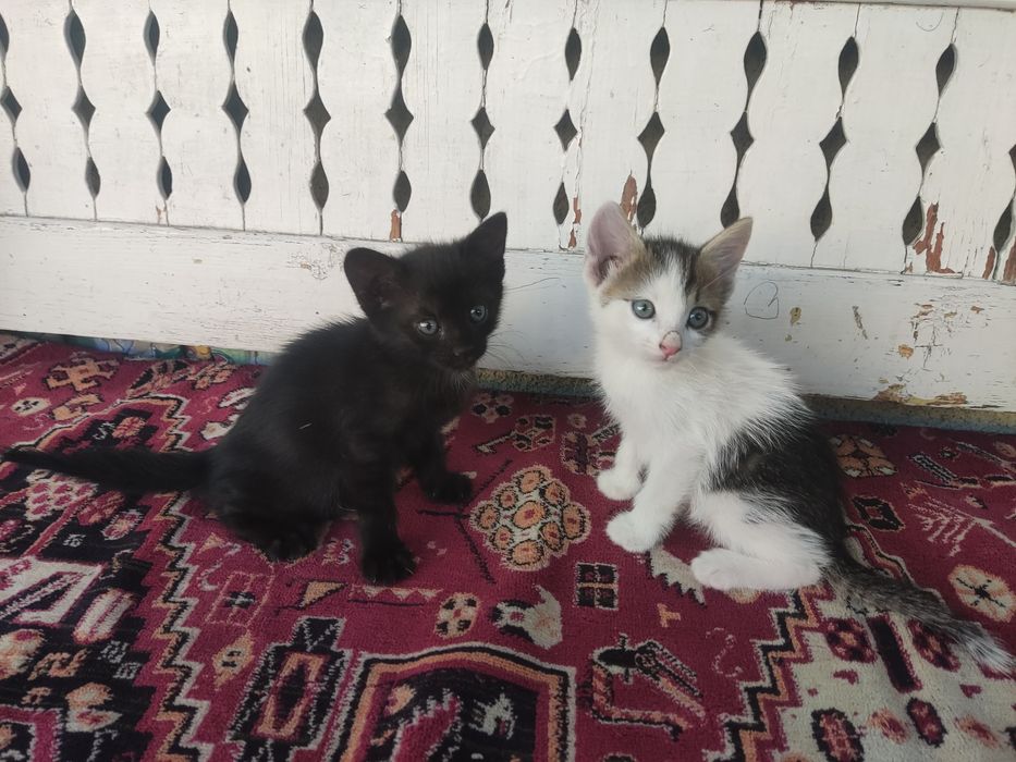 Donez doi pisici