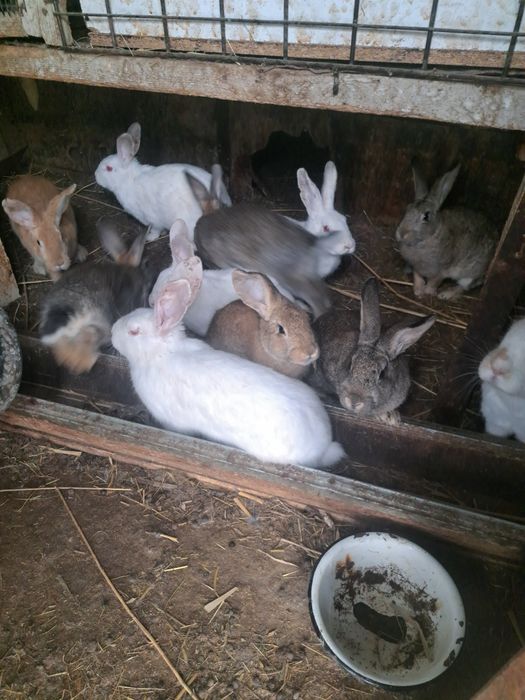 Кролики Калифорния