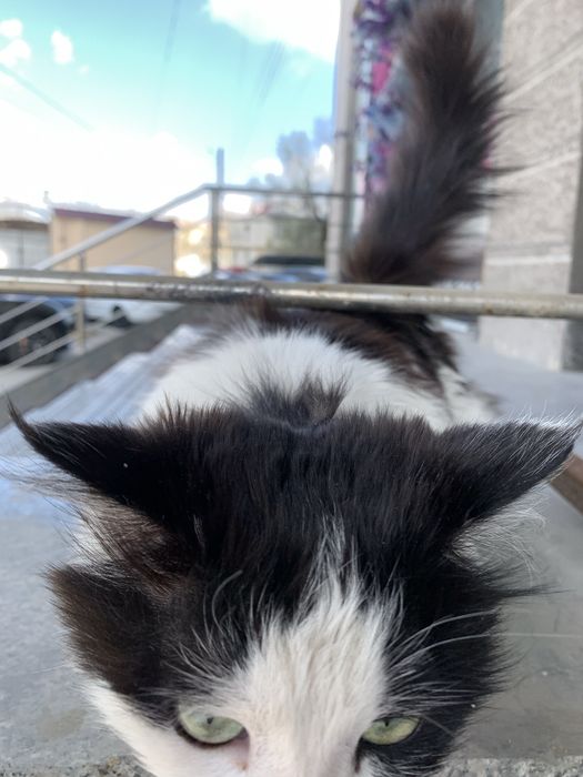 Отдаю в хорошие руки!!!