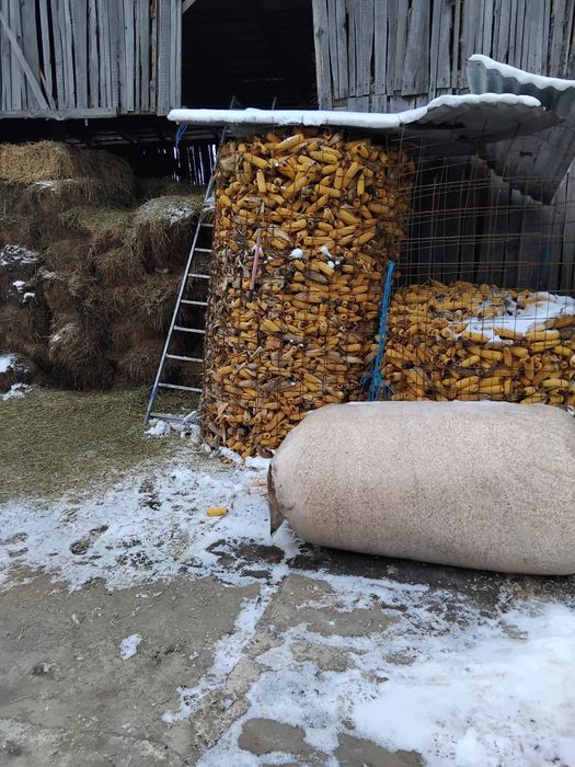 Baloți de lucernă și grăunțe