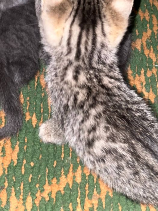 Продаётся котёнки
