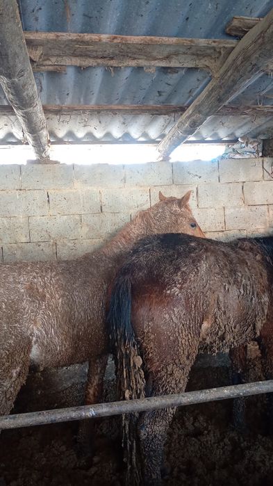 Жылқылар сатамын