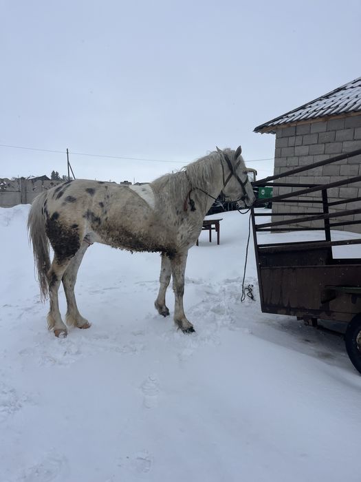 продам жеребца чубар