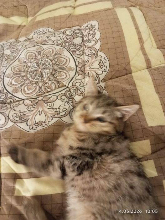 Одам добрые руки