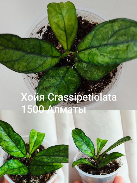 Хойи укоренённые, срезом