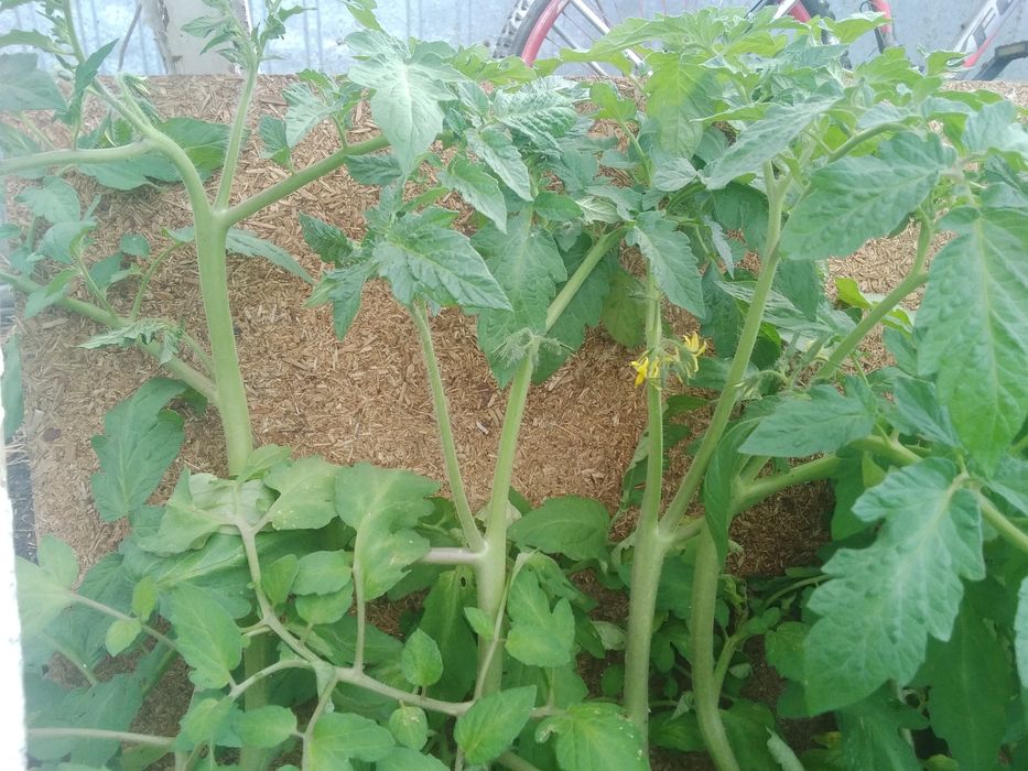 Продам    рассаду   помидор
