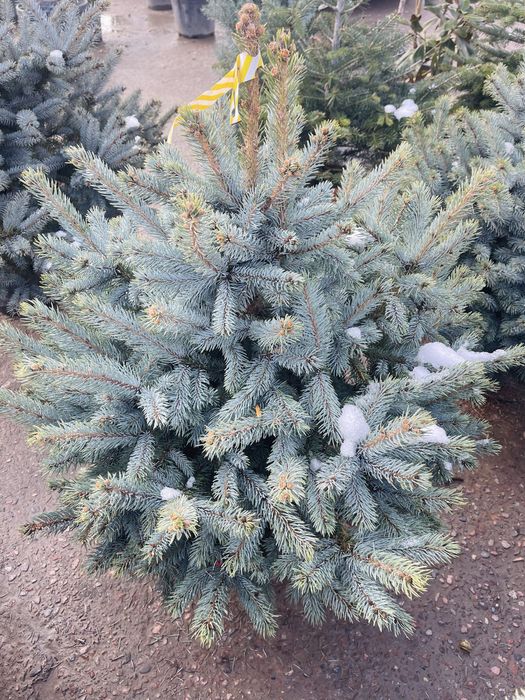 Ель голубая, колючая - сорт Эдит