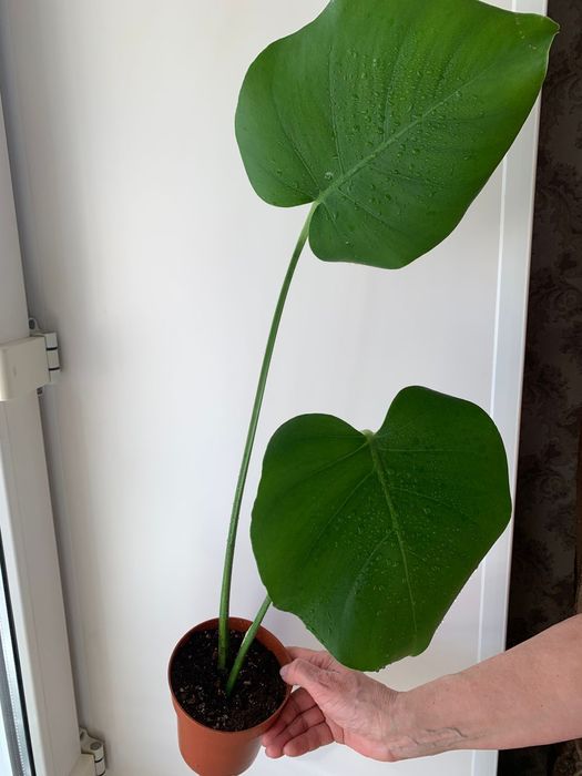 Продам комнатные цветы