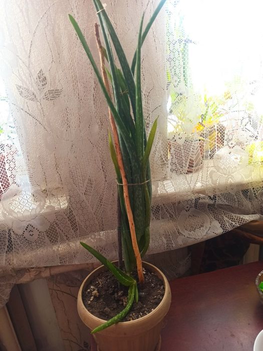Алоэ Вера лечебный