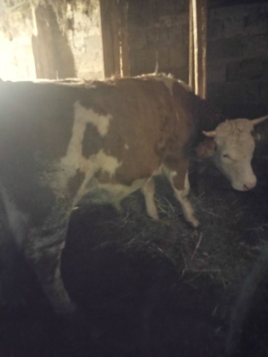 Vind junica gestantă