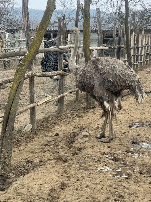 Struti reproducatori