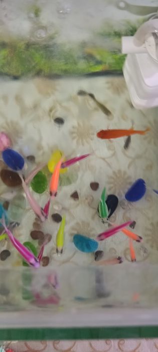 Akvarium va baliqlar sotiladi. +Filtr