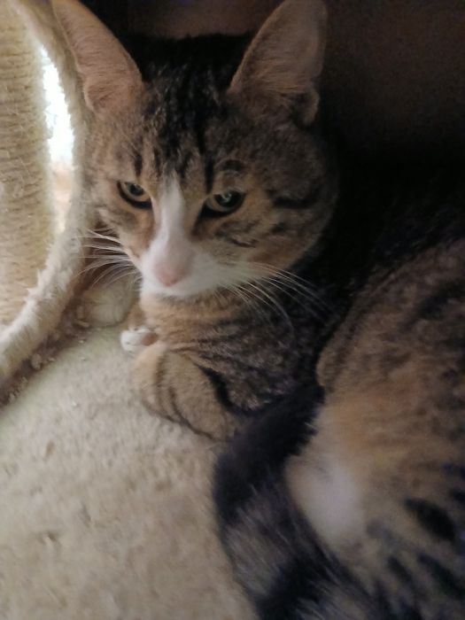 Озирис търси дом