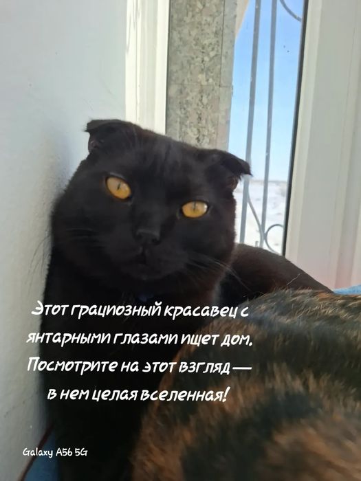 Срочно Ищем семью для этого статного парня.