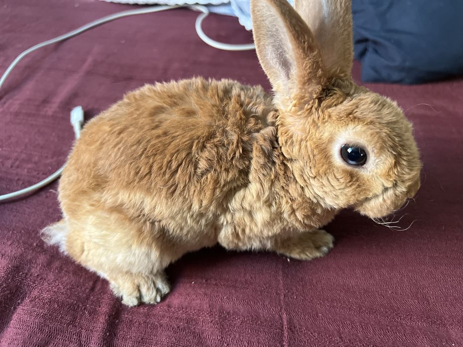 Продам кроликов декоративных
