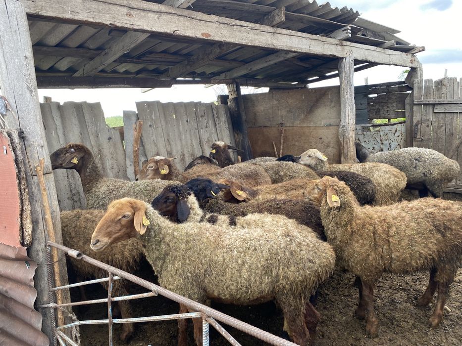 Қойлар тоқтылар сатыдады