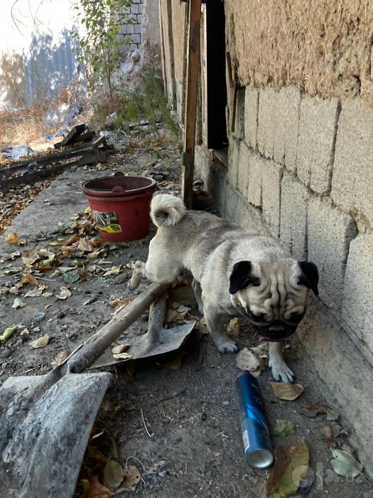 Mops собака дамашний