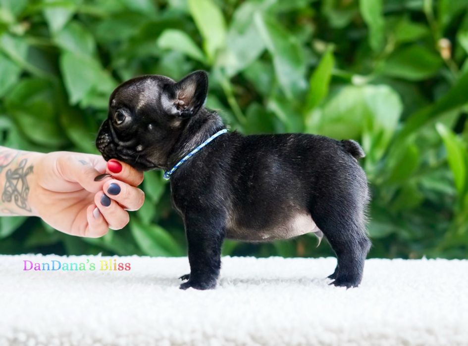 Bulldog francez cu pedigree - mascul