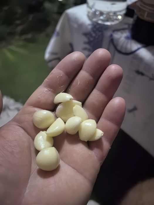 Домашен градински лук