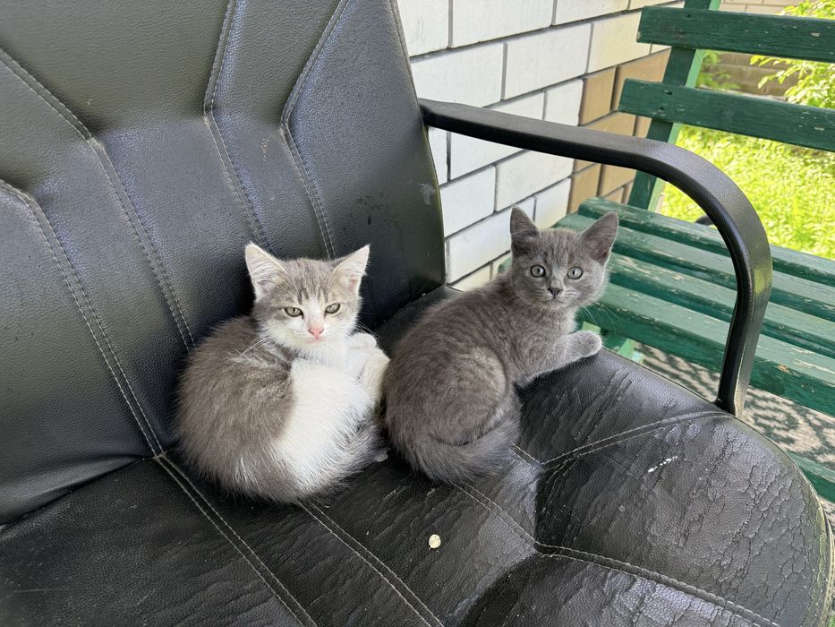 Отдам в добрые руки котят
