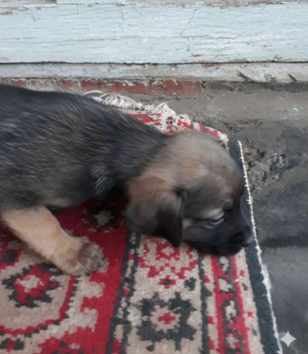 Щенок в поисках дома