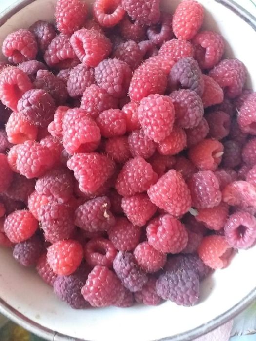 Рассада малина ремонтантная