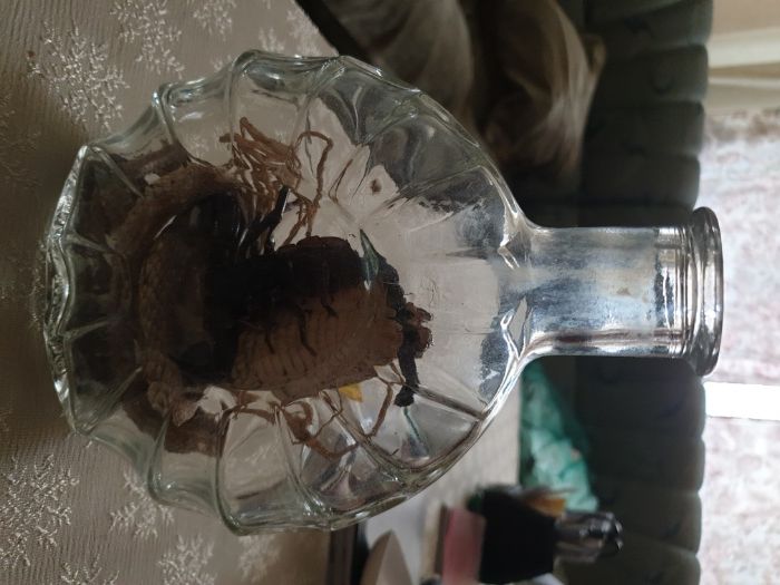 продам кобру и з