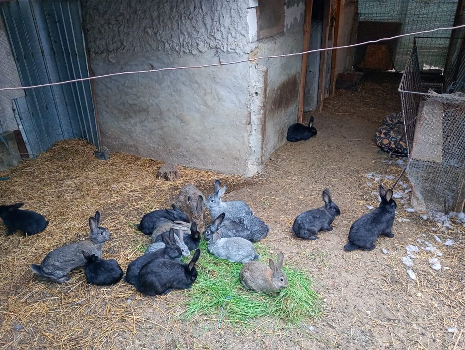 Iepuri tineret 2/4/6 luni