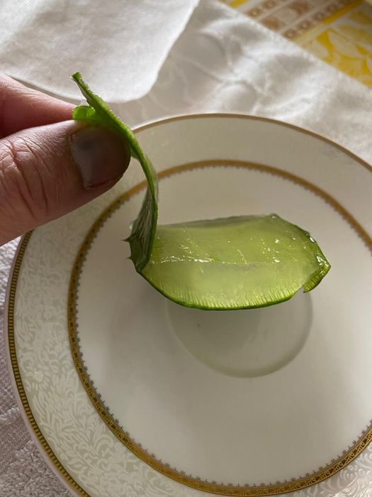 Алоэ многолетний