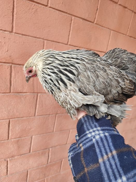 Кохинхин карликовый курапатчатая