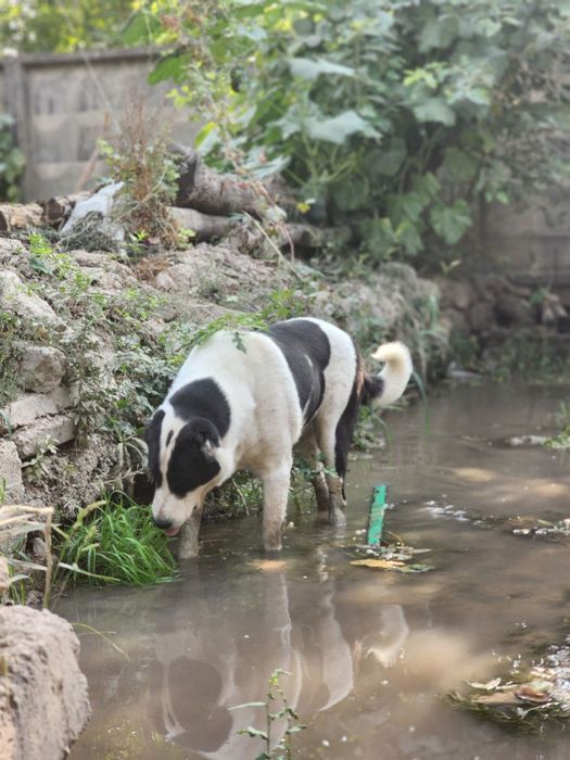 Собаки соглом нархи 5 миллион сум.