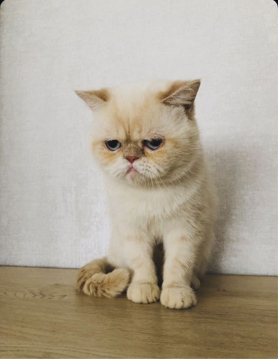 Чистокровный экзот