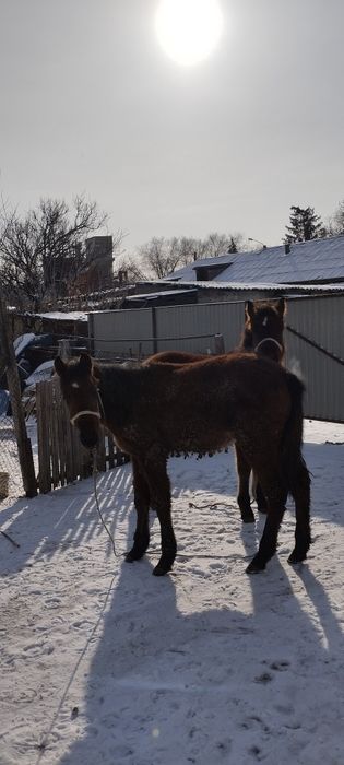 Еркек жабағы сатылады
