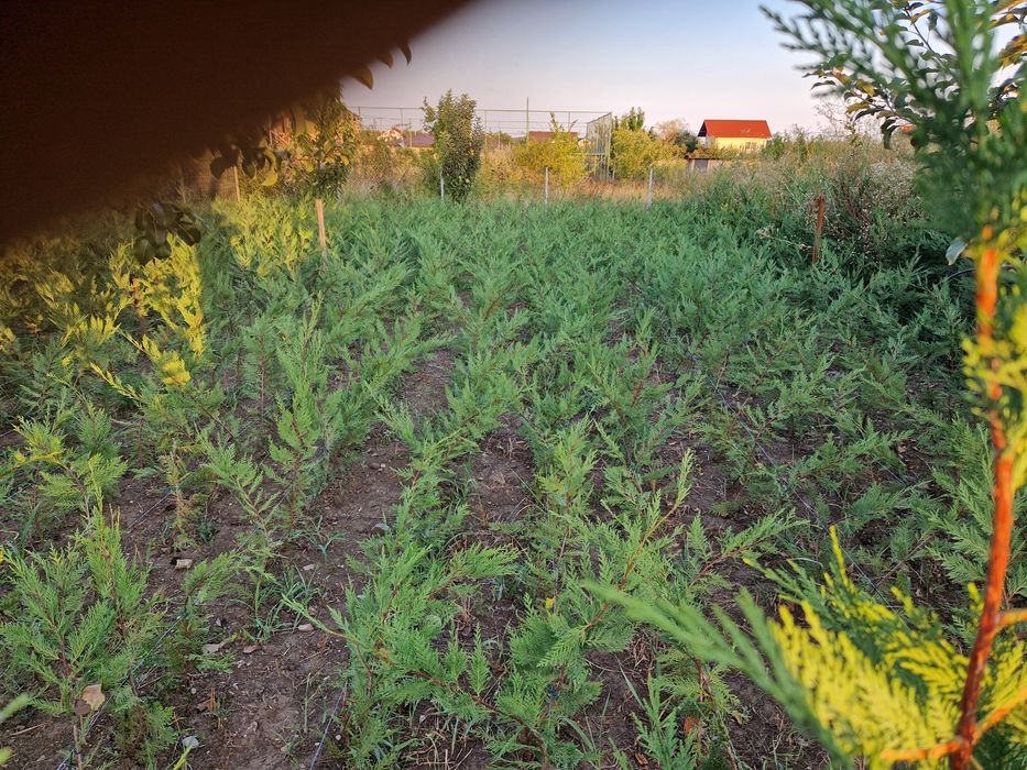 Tuia leilandi altoi 120 cm