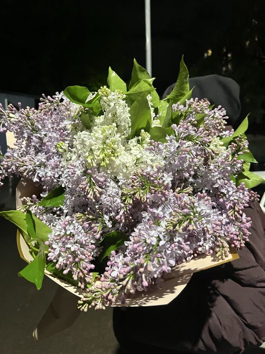 Сирень апрельская с доставкой