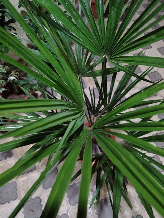 Комнатные растения, цветы, Honaki gullar, Optom va donaga, Gul, Цветы