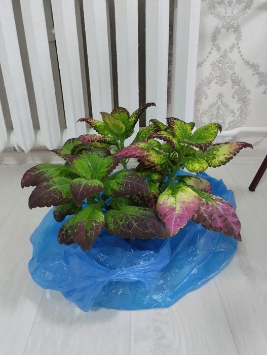 Цветы  комнатные драцены,