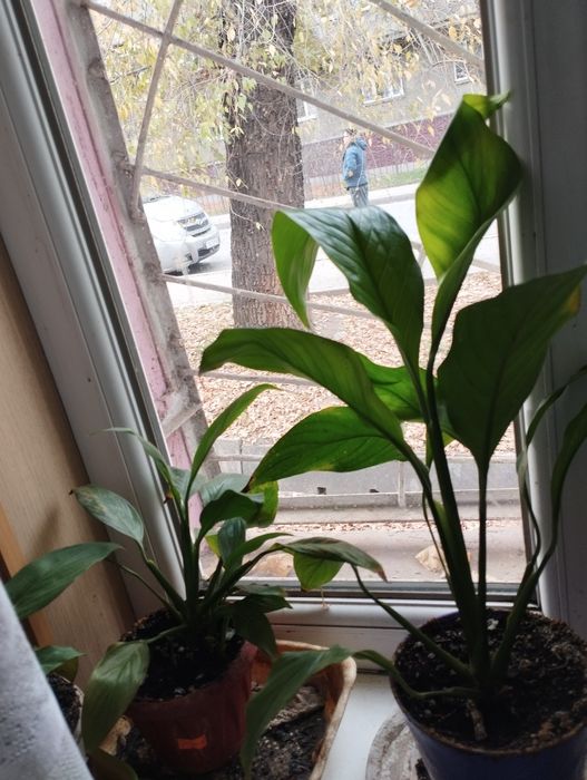 Продам спацефилум ( женское счастье)