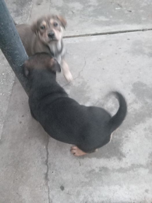 Donez  patru pui de catel