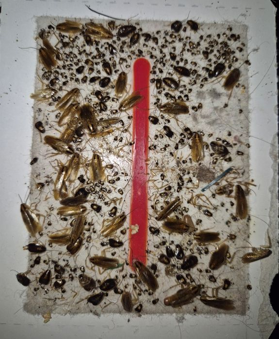 Servicii profesionale deratizare și dezinsecție - ploșnite , gândaci