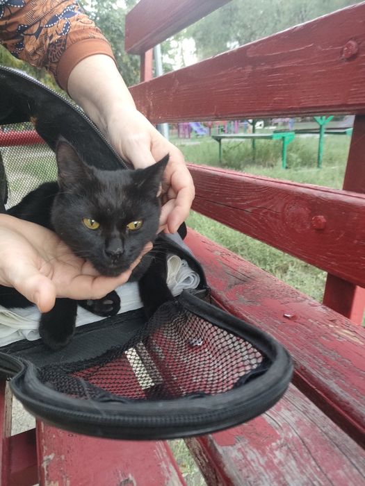 Отдаю бесплатно котика
