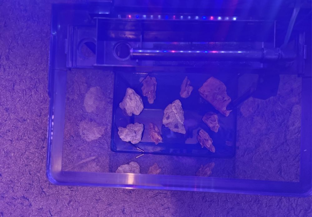 Vând acvariu pești