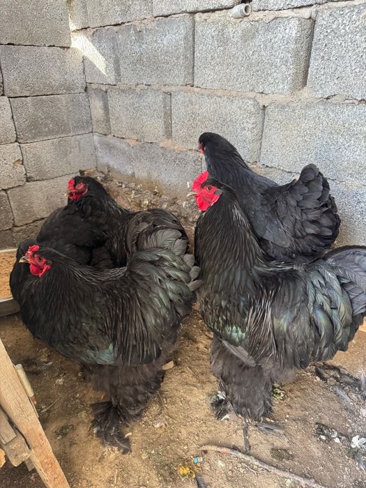 Черный(қара) браманың қораздары  сатылады