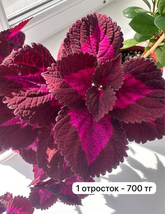 Отростки колеусов