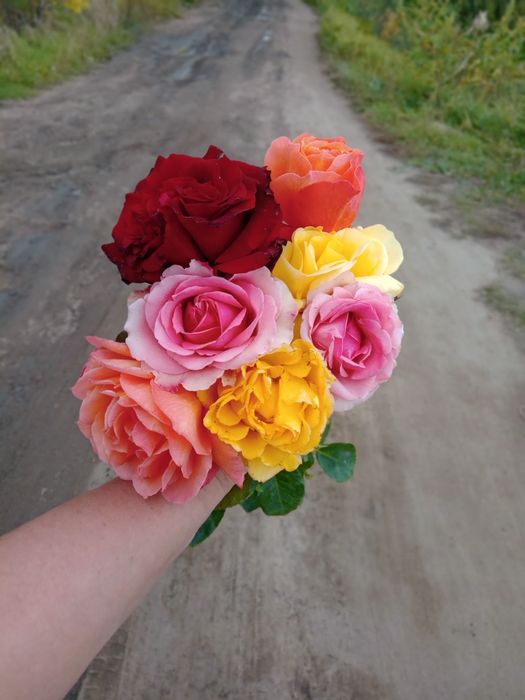 РОЗЫ местные, дачные.